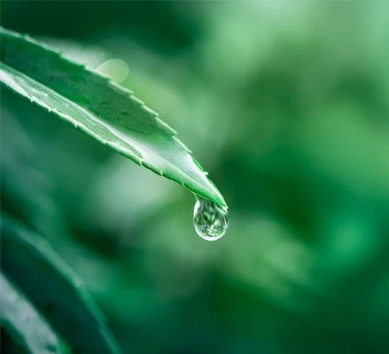 Emogreen™ C69