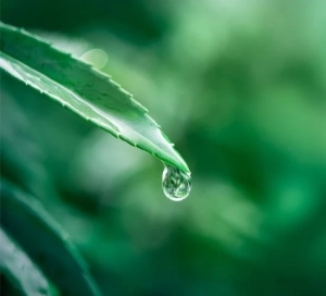 Emogreen™ C69